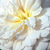 Bijela  - Engleska ruža - Crocus Rose
